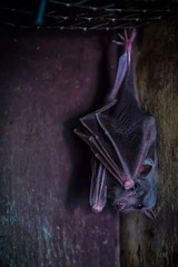 Close-up of a black bat or Microchiroptera in a contact zoo
