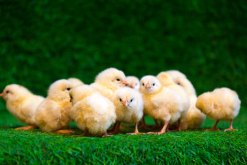 Close-up of a lot of small yellow chicks  or Gallus gallus  with black eyes on the artificial grass in the room sits