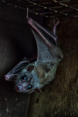 Close-up of a black bat or Microchiroptera in a contact zoo