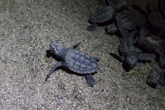 Young sea turtles Caretta Caretta (Loggerhead), at night leave, exit from the nest.