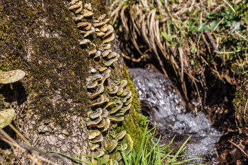 Baumschwämme im Frühling
