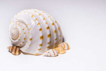 Sea Shell