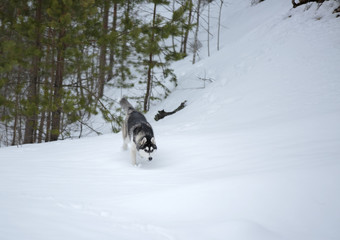 Siberian husky in winter Park