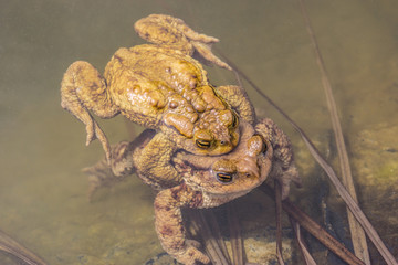Kröten bei der Paarung im Wasser