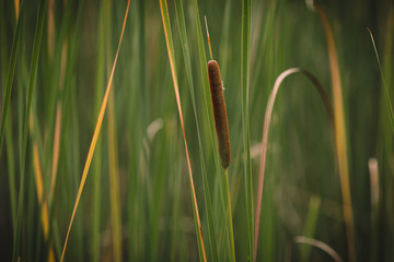 Typha latifolia