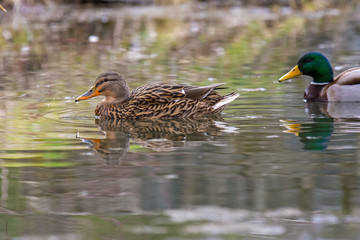 Duck wild male and female swim on the lake
