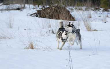 Siberian husky in winter Park