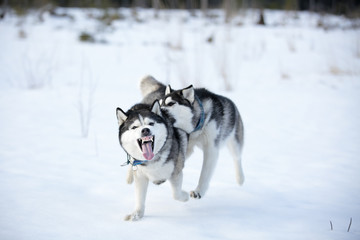 Siberian husky in winter Park