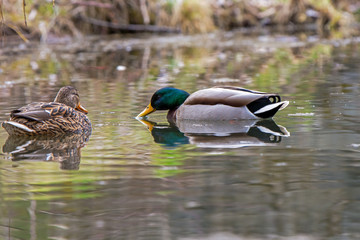 Duck wild male and female swim on the lake