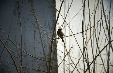 bird on tree branches in spring