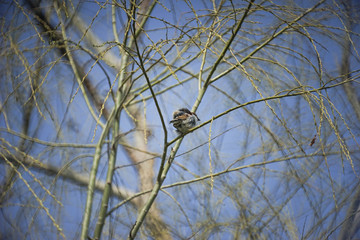 bird on tree branches in spring