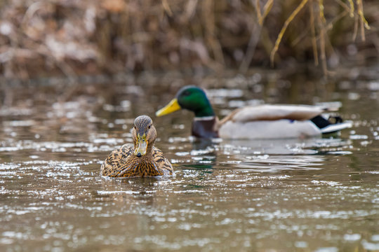 Duck wild male and female swim on the lake