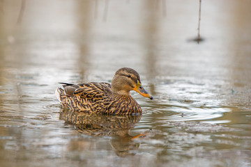 duck wild female swim on the lake