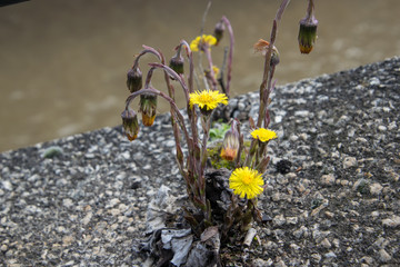 Yellow flower growing out of the stone
