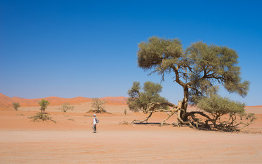 Tourist walking at Sossusvlei, Namibia. Scenic Acacia trees and majestic sand dunes, Namib desert, Namib Naukluft National Park, travel adventure in Africa.