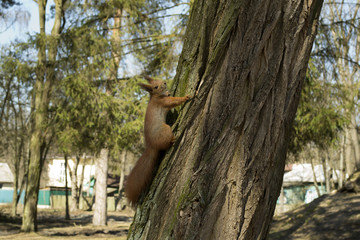 Funny red squirrel on trunck of tree.