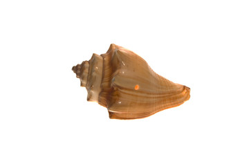 shell isolated on white background