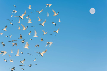 A lot of seagulls and moon in the clear blue sky.