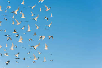 A lot of seagulls in the clear blue sky.