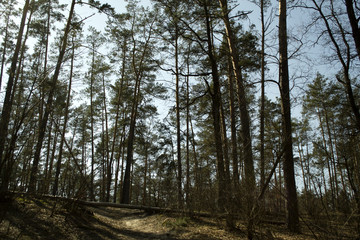 Obraz premium Coniferous forest landscape at spring.