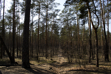 Coniferous forest landscape at spring.