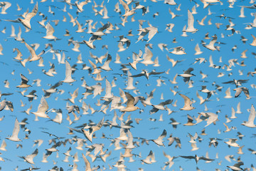 A lot of seagulls in the clear blue sky.