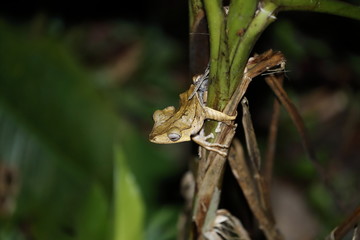 Naklejka premium File eared Tree Frog, photo in Danum valley Borneo