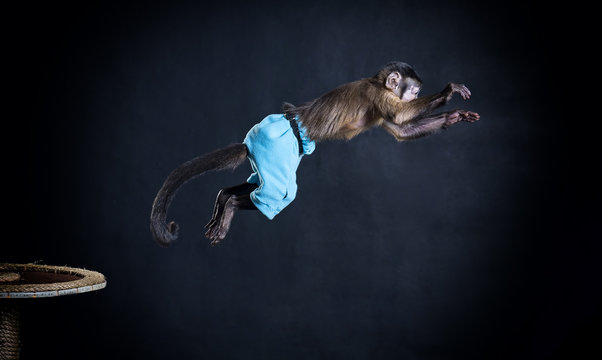 Capuchin Monkey On White Background In Studio