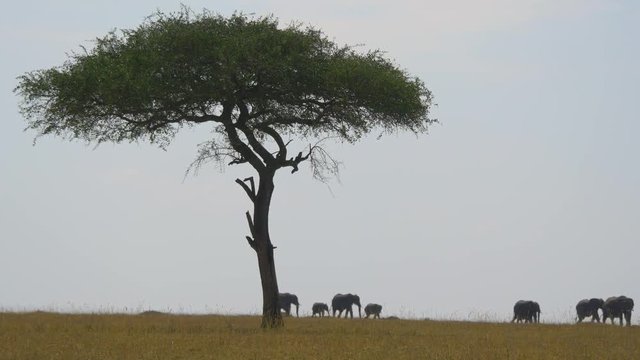 Elephants walking by an acacia tree