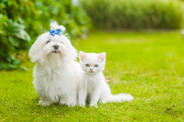 White maltese puppy and chinchilla cat sitting together on green grass. Space for text