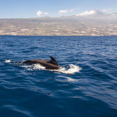  jumping dolphin in the sea