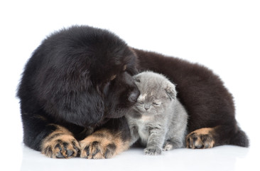 Obraz premium Tibetan mastiff puppy sniffing a tiny kitten. isolated on white background