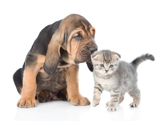 Bloodhound puppy sniffing a kitten. isolated on white background - obrazy, fototapety, plakaty