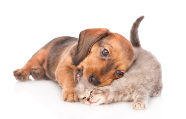 dachshund puppy playing with kitten.  isolated on white background