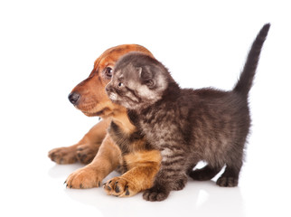 Fototapeta premium dachshund puppy with kitten in profile. isolated on white background