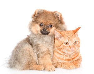 spitz puppy embraces a cat. looking at camera. isolated on white background