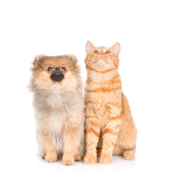 spitz puppy and cat looking up. isolated on white background