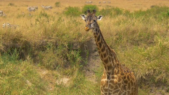 Giraffe calf grazing