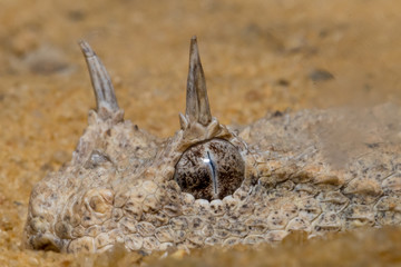 Desert Viper Snake Close up- Mizpe Ramon, Israel