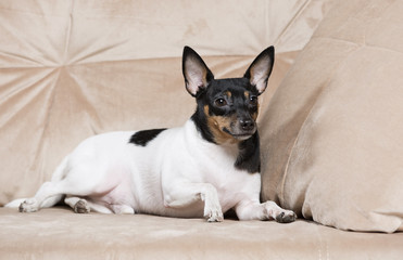 Toy Fox Terrier in Studio