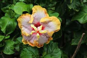 Naklejka premium Hybrid fancy new Hibiscus variety pink and yellow edging