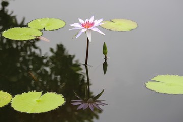 Stately palest blue black stem water lily and bud