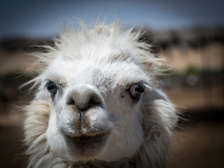 Fototapeta premium Alpaca Farm- Mizpe Ramon, Israel