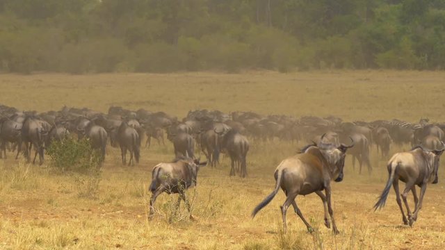 Gnus and zebras running on Masai Mara plains