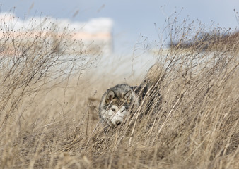 Alaskan Malamute in nature