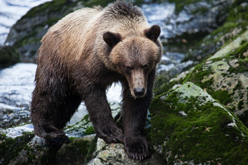 Obraz na płótnie Canvas Brown grizzly bear walking towards the camera