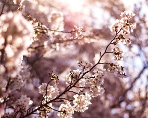 cherry blossoms, 2018