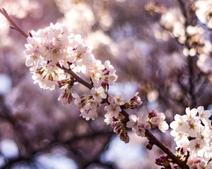 cherry blossoms, 2018