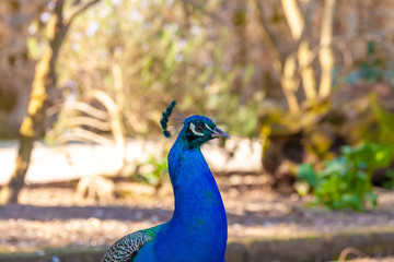 Fototapeta premium Peacock head closeup in open air