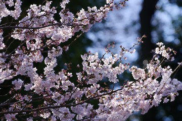 Cherry blossoms (Someiyoshino)
